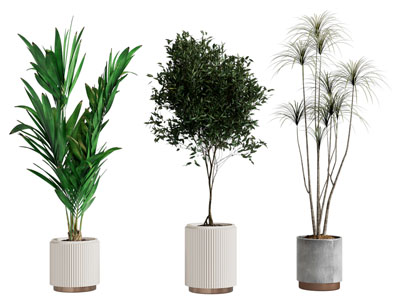 现代花盆盆景盆栽植物3d模型 现代花盆盆景盆栽植物