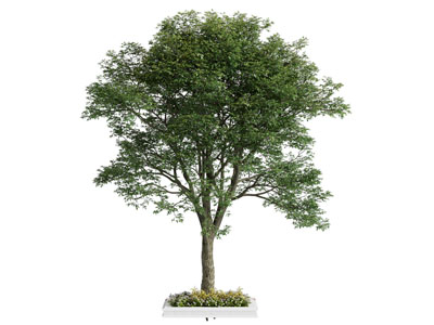 现代树池 景观树木3d模型 现代树池 景观树木
