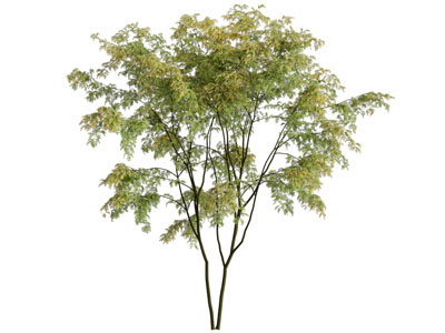 现代景观树木3d模型 现代景观树木