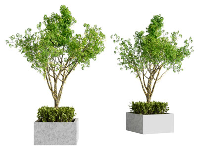 现代树池景观树木3d模型 现代树池景观树木