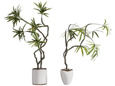 现代陶瓷花盆盆景盆栽植物3d模型 现代陶瓷花盆盆景盆栽植物