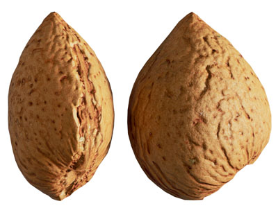 现代杏仁 巴旦木 坚果 干果 食物