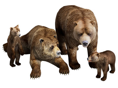 现代棕熊 熊宝宝 爬行动物