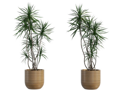 现代花盆盆景盆栽植物3d模型 现代花盆盆景盆栽植物