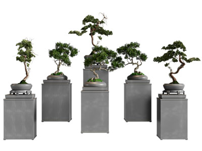新中式松树盆景盆栽植物3d模型 新中式松树盆景盆栽植物