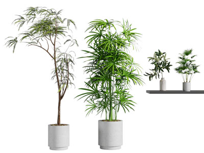 现代花盆盆景盆栽植物3d模型 现代花盆盆景盆栽植物