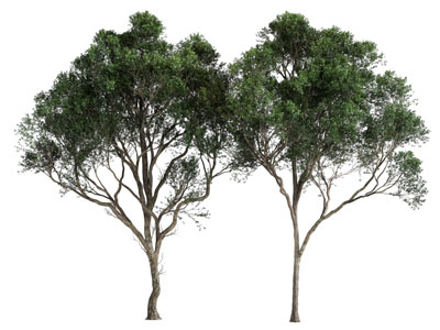 现代景观树木3d模型 现代景观树木