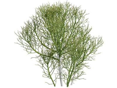 现代花草植物 灌木丛3d模型 现代花草植物 灌木丛