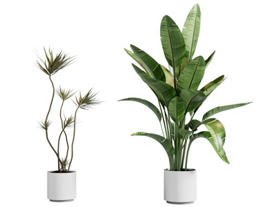 现代花盆盆景盆栽植物3d模型 现代花盆盆景盆栽植物