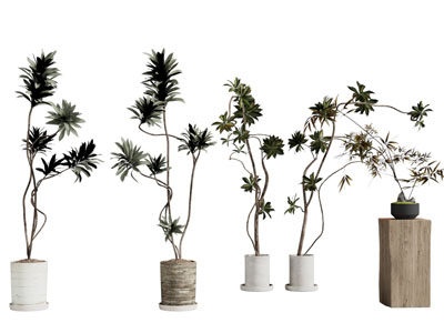 现代花盆盆景盆栽植物3d模型 现代花盆盆景盆栽植物