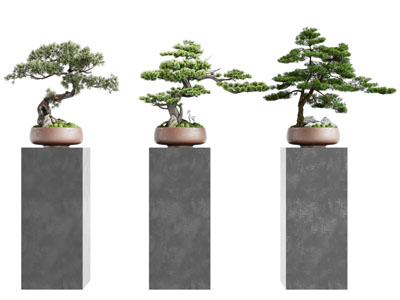 新中式松树盆景盆栽植物3d模型 新中式松树盆景盆栽植物