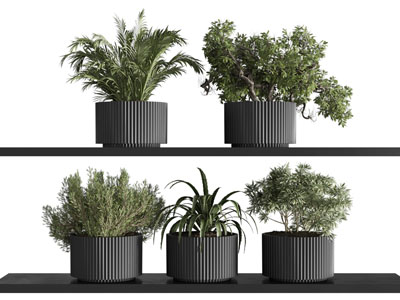 现代花盆盆景盆栽植物3d模型 现代花盆盆景盆栽植物