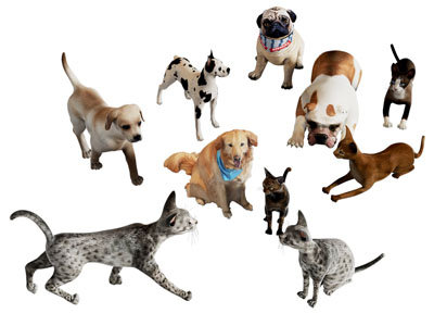 现代宠物猫 狗 爬行动物