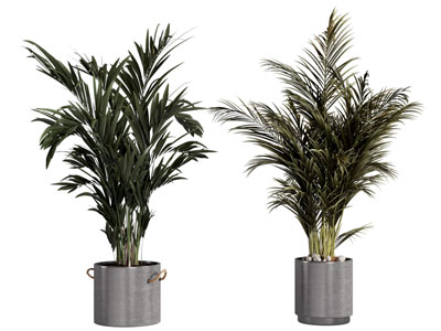 现代水泥花盆 铁树盆景盆栽植物3d模型 现代水泥花盆 铁树盆景盆栽植物