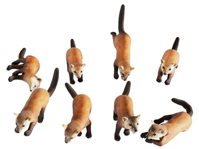 现代貂 水獭 两栖野生动物 爬行动物