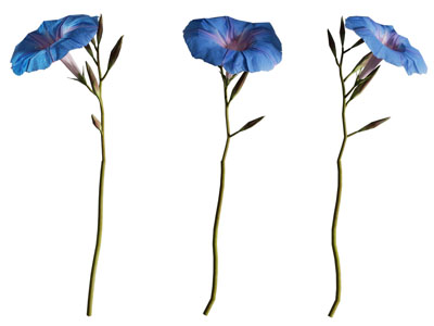 现代牵牛花 藤蔓植物3d模型 现代牵牛花 藤蔓植物