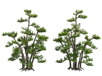 现代景观树木3d模型 现代景观树木