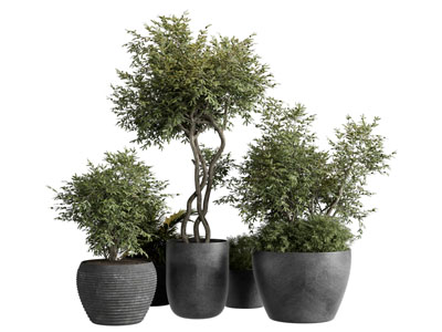 现代陶艺花盆盆景盆栽植物3d模型 现代陶艺花盆盆景盆栽植物