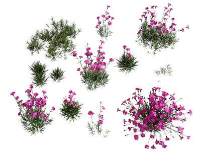 现代花草 花卉植物3d模型 现代花草 花卉植物