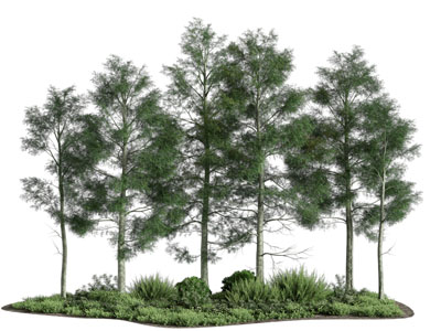 现代景观树木3d模型 现代景观树木