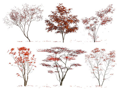 现代枫树 景观树木3d模型 现代枫树 景观树木