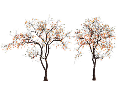 现代结满果实的树木3d模型 现代结满果实的树木