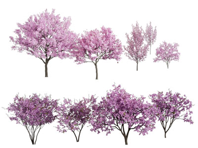 现代开满花朵的景观树木3d模型 现代开满花朵的景观树木