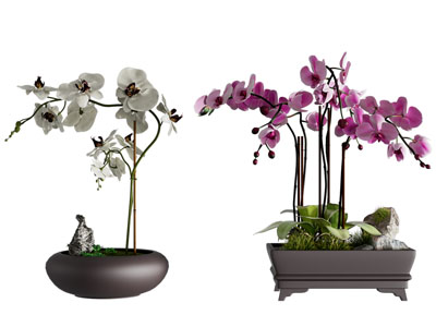 中式蝴蝶兰花卉盆景盆栽植物3d模型 中式蝴蝶兰花卉盆景盆栽植物