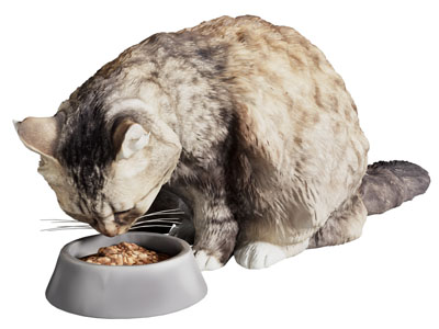 现代吃饭的猫 爬行动物