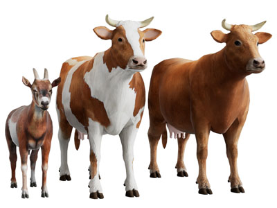 现代花花牛 母牛 爬行动物