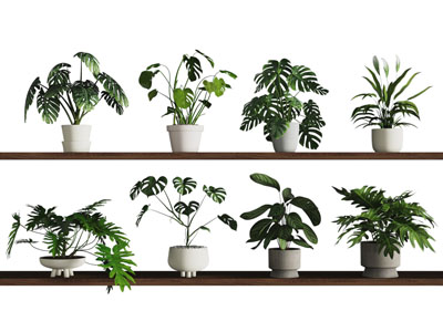 现代花盆盆景盆栽植物3d模型 现代花盆盆景盆栽植物