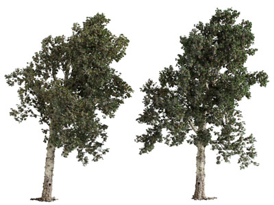 现代景观树木3d模型 现代景观树木