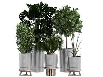 现代花盆盆景盆栽植物3d模型 现代花盆盆景盆栽植物