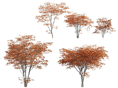 现代开满红叶的景观树木 枫树3d模型 现代开满红叶的景观树木 枫树