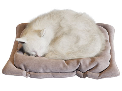 现代睡觉的猫咪 爬行动物