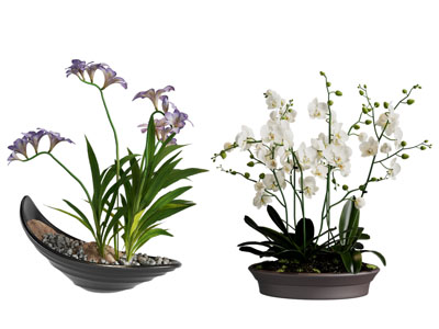 新中式蝴蝶兰盆景盆栽植物3d模型 新中式蝴蝶兰盆景盆栽植物