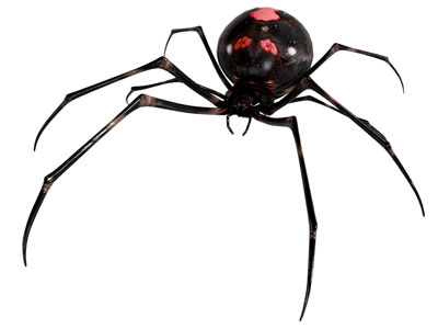 现代蜘蛛 毒蜘蛛 大蜘蛛 爬行动物 昆虫 卡通游戏动物