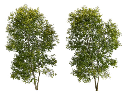 现代景观树木3d模型 现代景观树木