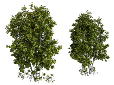 现代灌木丛植物3d模型 现代灌木丛植物