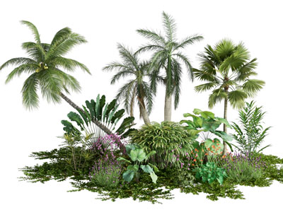 现代椰子树 花草植被植物3d模型 现代椰子树 花草植被植物