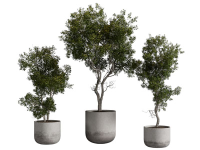 现代水泥花盆 树木盆景盆栽植物3d模型 现代水泥花盆 树木盆景盆栽植物