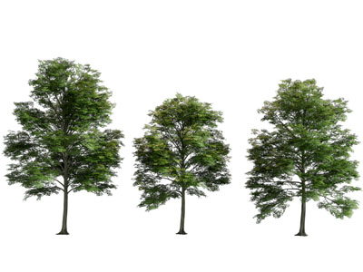 现代景观树木3d模型 现代景观树木