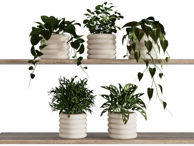 现代花盆盆景盆栽植物3d模型 现代花盆盆景盆栽植物