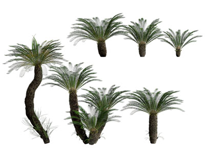 现代铁树 花草植物3d模型 现代铁树 花草植物