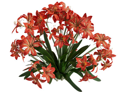 现代朱顶红 华胃兰 红花莲 花卉花草植物3d模型 现代朱顶红 华胃兰 红花莲 花卉花草植物