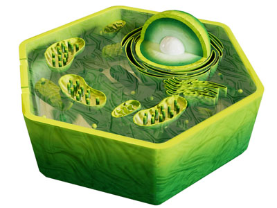 现代细胞 真核细胞横截面 细胞结构 细胞组织3d模型 现代细胞 真核细胞横截面 细胞结构 细胞组织