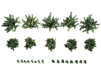 现代灌木 花草植物3d模型 现代灌木 花草植物