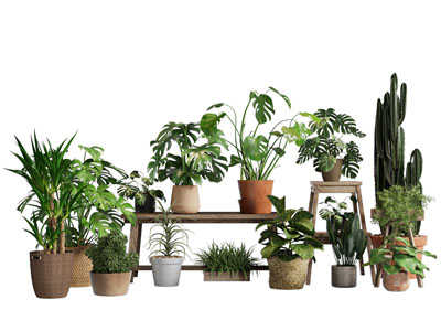 现代花盆盆景盆栽植物3d模型 现代花盆盆景盆栽植物