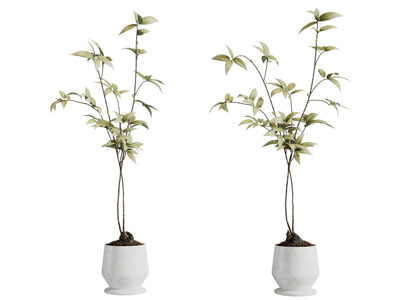 现代花盆盆景盆栽植物3d模型 现代花盆盆景盆栽植物