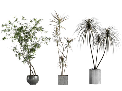 现代花盆盆景盆栽植物3d模型 现代花盆盆景盆栽植物